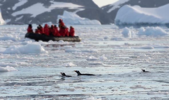 Antarctic tourists ride a Zodiac through the beautiful icescape at Cierva Cove, a bay Danco coast of Grahamland on the Antarctic Peninsula. In the foreground 3 gentoo penguins swim in the Arctic Ocean