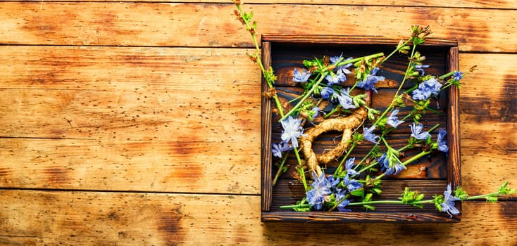 Chicory root and chicory flowers,weed. Wild plant in herbal medicine.