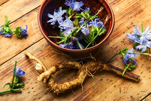 Chicory root and chicory flowers,weed. Wild plant in herbal medicine.