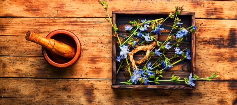 Chicory root and chicory flowers,weed. Wild plant in herbal medicine.