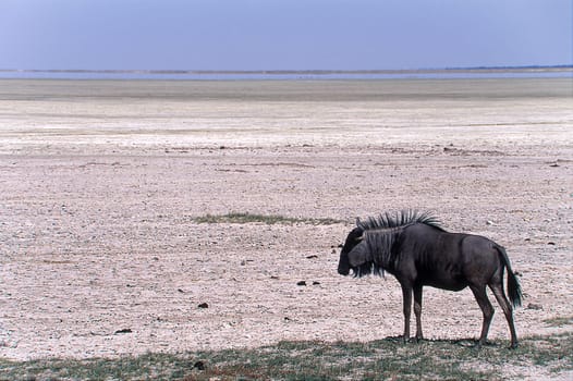 blue wildebeest (cannochaetes taurinus) etosha national park, namibia, africa.