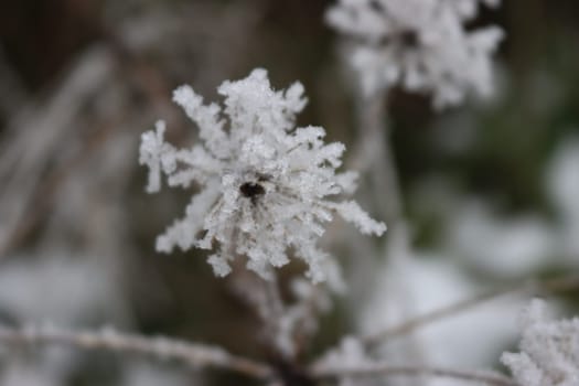 beautiful storm of cold and snow frost ice under zero ice