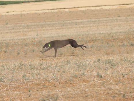 greyhound race fast dog domestic animal field hare hunting