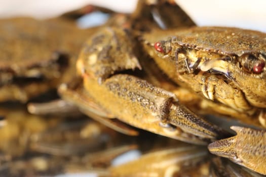 delicious seafood pubescent crab tongs crustacean tweezers