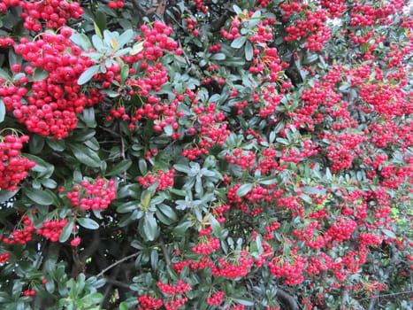 Beautiful berries of red color of dried flowers