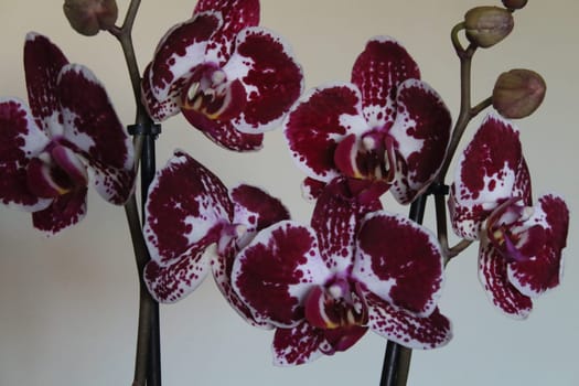 Beautiful flower of a nice color and a pleasant color