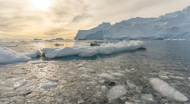 Antarctic iceberg landscape in Cierva Cove - a deep inlet on the west side of the Antarctic Peninsula, surrounded by rugged mountains and dramatic glacier fronts.