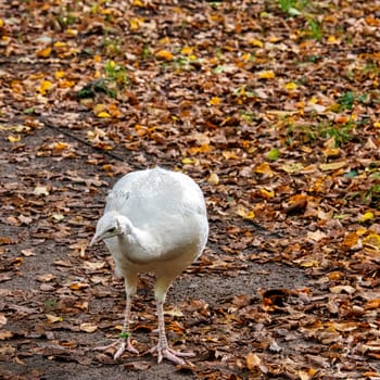 Leucistic Indian peacock in Polish park - Warsaw, Poland