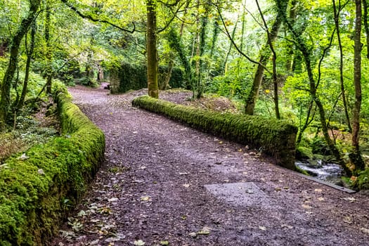 Kennall Vale Nature Reserve, Ponsanooth, Cornwall, United Kingdom