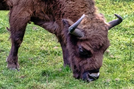 European wood bison (Bison bonasus), also known as the wisent, zubr or European buffalo in Bialowieza Forest, Poland