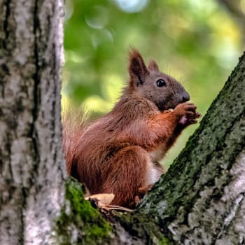 Wild Eurasian red squirrel (Sciurus vulgaris) on the tree in Kampinos National Park, Masovia, Poland