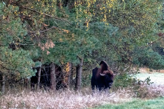 European wood bison (Bison bonasus), also known as the wisent, zubr or European buffalo in Bialowieza Forest, Poland