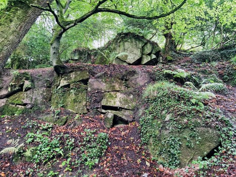 Kennall Vale Nature Reserve, Ponsanooth, Cornwall, United Kingdom