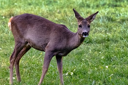 Western roe deer (Capreolus capreolus), also known as European roe in Bialowieza Forest, Poland