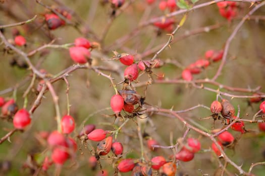 Dog rose plant and dog rose hips. Dog rose herb in autumn time.