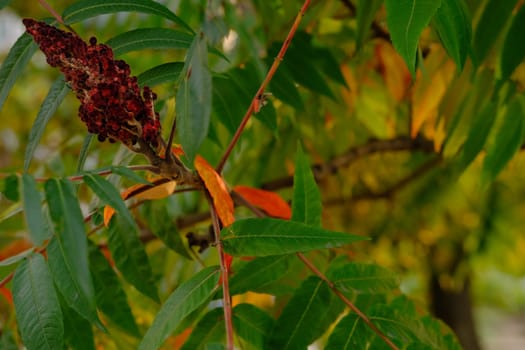 Red, orange, yellow and green sumac leaves. Autumn coloration of Rhus typhina Staghorn sumac, Anacardiaceae. Blurred background. Selective focus. Close-up. Natural texture pattern background.