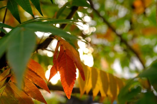 Red, orange, yellow and green sumac leaves. Autumn coloration of Rhus typhina Staghorn sumac, Anacardiaceae. Blurred background. Selective focus. Close-up. Natural texture pattern background.