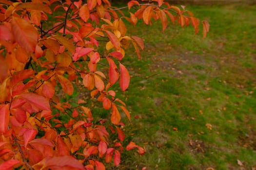 The Autumnal Colours of Nyssa sylvatica Tupelo or Black Gum Tree, red orange yellow leafs from the lefts side on green grass background with place for text.