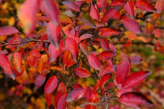 Colorful autumnal background with red leaves close up. Multicolored foliage Cotoneaster lucidus in forest. Autumn concept.