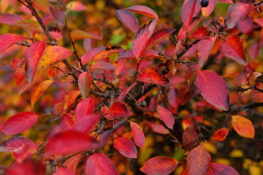 Colorful autumnal background with red leaves close up. Multicolored foliage Cotoneaster lucidus in forest. Autumn concept.
