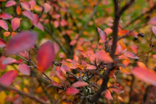 Colorful autumnal background with red leaves close up. Multicolored foliage Cotoneaster lucidus in forest. Autumn concept.