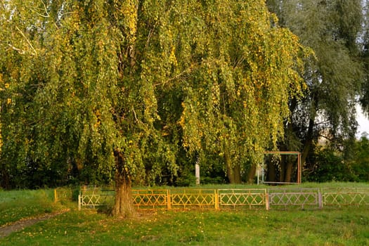 Autumn Yellow and orange leaves on the tree near metal old fence