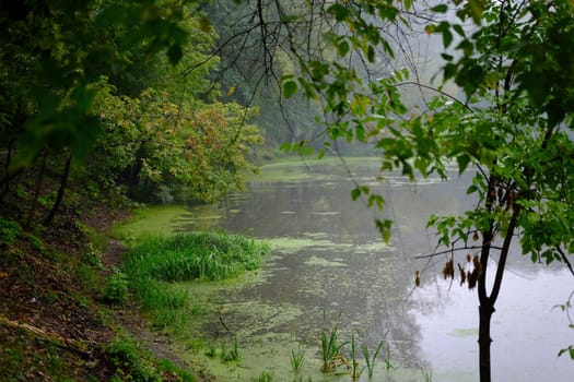 Foggy morning on a lake with green trees.