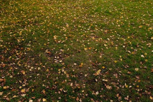 First Autumn Leaves on green grass in park. Autumn scene with falled leaves in sunny day. Colorful leaves. Banner.