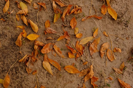 the end of warm September, fallen leaves on the sand.