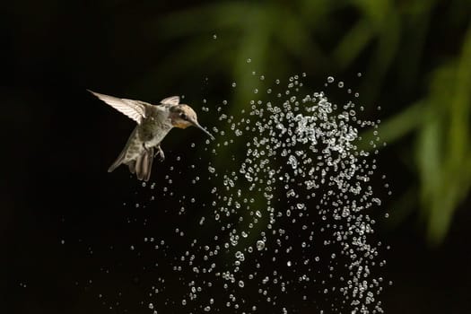 Beautiful Hummingbird in Flight at Water Fountain.