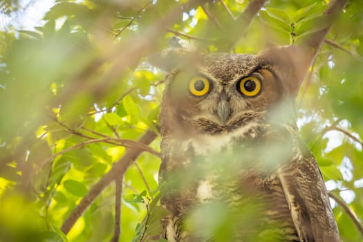 The Yellow Eyed Great Horned Owl Resting In The Tree