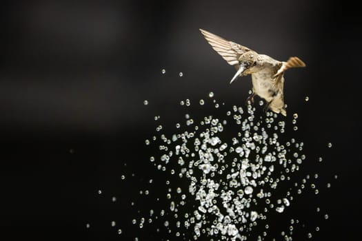 Beautiful Hummingbird in Flight at Water Fountain.