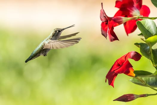 Beautiful Hummingbird in Flight at Water Fountain.