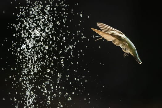Beautiful Hummingbird in Flight at Water Fountain.