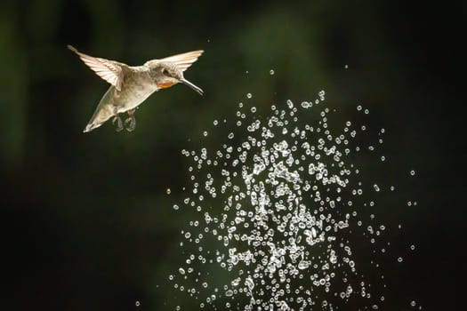 Beautiful Hummingbird in Flight at Water Fountain.
