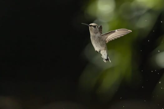 Beautiful Hummingbird in Flight at Water Fountain.