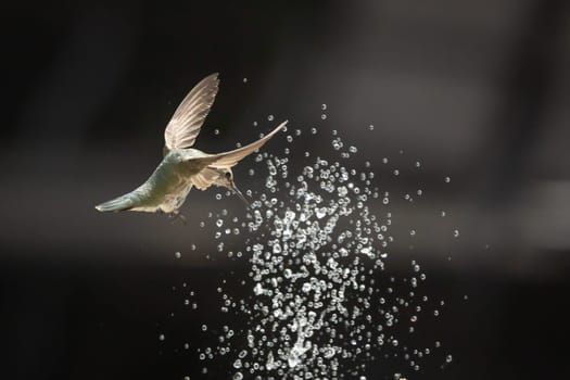 Beautiful Hummingbird in Flight at Water Fountain.