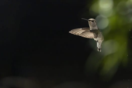 Beautiful Hummingbird in Flight at Water Fountain.