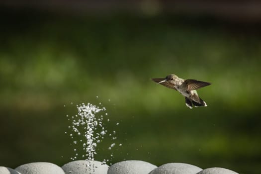 Hummingbird in Flight