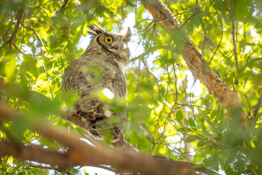 The Yellow Eyed Great Horned Owl Resting In The Tree