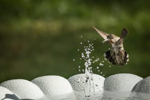 Beautiful Hummingbird in Flight at Water Fountain.