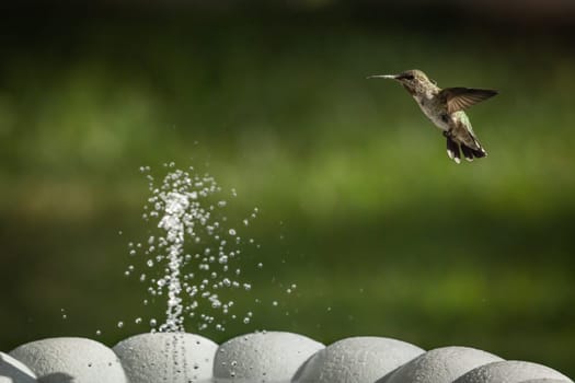Hummingbird in Flight