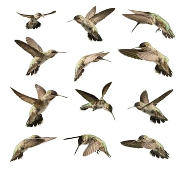 Set of Twelve Hummingbird in Flight Isolated on White.