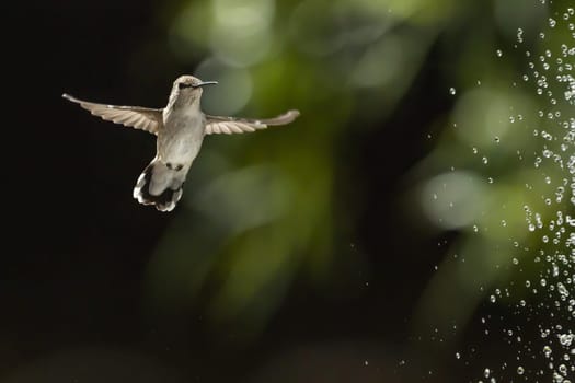 Beautiful Hummingbird in Flight at Water Fountain.