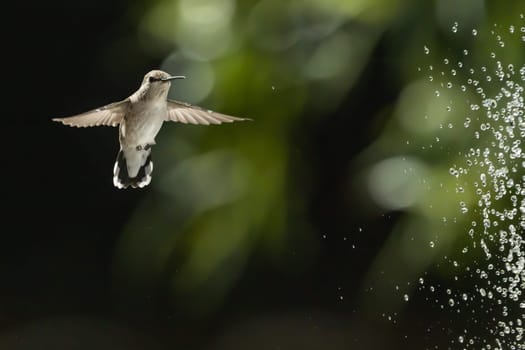 Beautiful Hummingbird in Flight at Water Fountain.