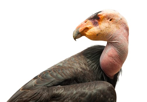 Profile of California Condor Isolated on White.