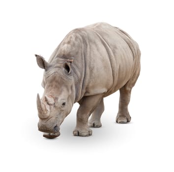 Single Large Rhinoceros Isolated on White.
