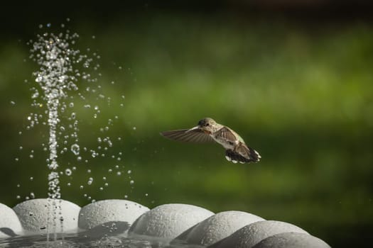Hummingbird in Flight