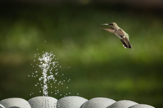 Hummingbird in Flight