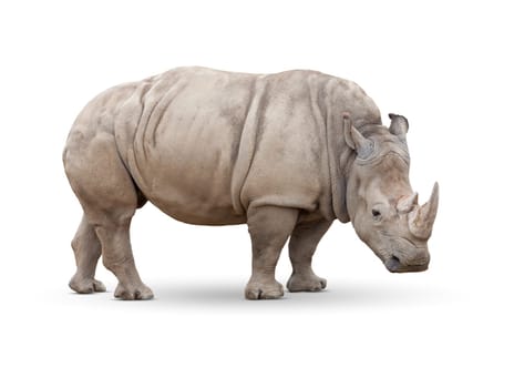 Single Large Rhinoceros Isolated on White.